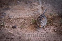 世界上奔跑速度最快的动物排行榜,2024最新排名前十名对比