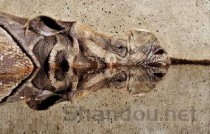 十大最臭的动物的排名，中国什么动物最臭最恶心