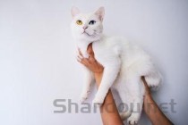 猫咪黑下巴有结痂是怎么回事？猫咪黑下巴有结痂该怎么处理？