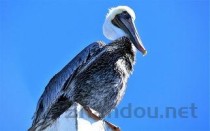 世界上牙齿最硬的动物：鲨鱼有5-6排牙齿 咬合力达18吨(附2024排名前十完整榜单)