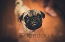 狗狗屁股上好像有伤口，为何会这样？该如何解决？