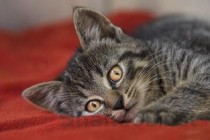 猫咪眼睛肿眼睛流血流分泌物有什么办法恢复？