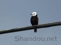 世界上蓝色鸟类盘点，全球十种蓝色小鸟，森林中的蓝精灵(附2024年最新排行榜前十名单)