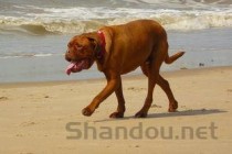 狗狗玩耍后会抽搐几下大声喘气，为何会这样？要怎么弄？