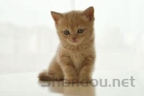 猫咪打喷嚏眼屎多是什么原因？猫咪打喷嚏眼屎多怎么办？