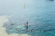 十大世界上游最快的鱼 太平洋旗鱼速度110公里/小时(2024年最新排名前十榜单)