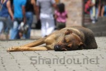 狗狗浑身哆嗦，为何会这样？狗狗浑身哆嗦要如何应对？