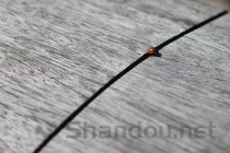 世界上最硬的树，铁桦树可跟子弹大炮正面对抗！