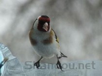 世界上十大鸟类排行榜,2024最新排名前十名对比