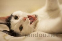 猫咪流眼泪有泪痕是什么引起的？猫咪流眼泪有泪痕要怎么改善？