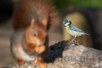 世界上最凶残的虾，雀尾螳螂虾可击碎贝壳