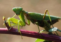 世界上最昂贵的螳螂（世界上最昂贵的汽车）