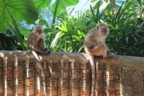 世界上寿命最长的猪，宠物猪活了23岁