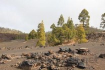 猫咪呼吸很急促是什么引起的？猫咪呼吸很急促怎么办？