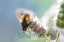 世界上最无聊的蛇：环箍蛇会自食其尾