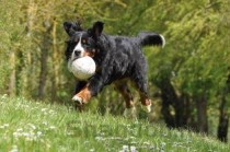 世界上最小的10个牧羊犬品种是什么，小型牧羊犬有哪些(附2024年最新排行榜前十名单)