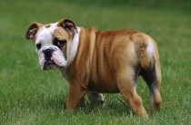 全世界狗狗 排名前十最厉害的狗排名前十