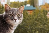 猫咪眼睛有层膜的问题出在哪？猫咪眼睛有层膜该怎么解决？