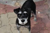 世界上最小的狗是什么狗？吉娃娃“蜜莉”体长9.65厘米(附2024排名前十榜单)