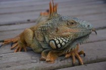 世界上最恐怖的蛇 眼镜王蛇垫底,非洲腾蛇毒性无药可治