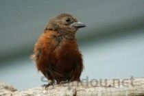 世界上体型小的十种猫盘点 小的猫是什么品种