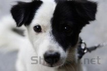 狗狗踮脚走路是咋回事？狗狗踮脚走路要怎么处理？