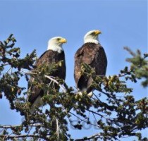 世界上飞行最快的鸟，游隼时速可达389公里