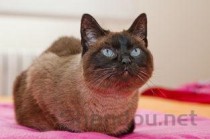 猫咪脸和眼睛肿了是怎么回事？猫咪脸和眼睛肿了该如何是好？