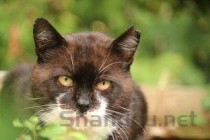 猫咪眼部分泌物多大小眼，为何会这样？要怎么调理？