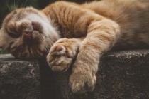 世界上最长寿的六种动物，南极洲海绵第二