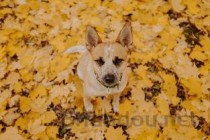 狗狗洗澡后眼睛发红睁不开眼是什么情况？要吃药吗？