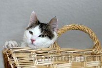 猫咪呕吐黄水还一抖一抖的是什么原因？该如何是好？