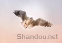 世界上最酷的猿，白颊长臂猿长相冷酷