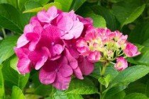 世界上花期最长的花 扶桑花可全年开花