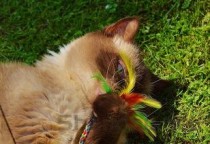 猫咪便便很稀肚子胀是到底怎么了？猫咪便便很稀肚子胀有什么办法恢复？