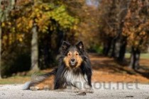 狗狗有点尿血是什么原因？狗狗有点尿血该如何解决？