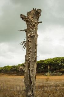 世界上最不怕火的树，非洲的灭火树