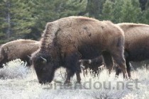 世界上最小的野牛，倭水牛体长仅1.8米