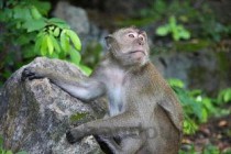 世界上寿命最长的动物排行榜