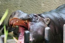 世界上最大的动物园排名 北京动物园位列第四