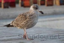 猫咪呕吐一天半白沫是什么引起的？该用什么办法？