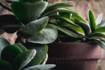 世界上最神奇的植物，龙血树竟能流出鲜红血液