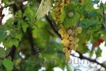 世界上秋天最美的十个地方排行榜：第一来自智利，第八有着遍地葡萄