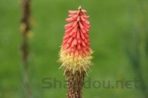 世界上最令人感到害羞的花朵：红门兰“裸男花”