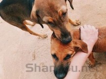 世界上最小的狗：仅有9.65厘米