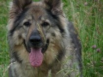 狗狗掉毛渗血掉毛处皮硬是什么缘故？要怎么应对？