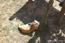 东北虎和熊猫哪个珍贵？中国最名贵的老虎