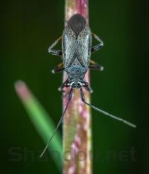 世界上十大最恐怖的虫子，世上最可怕的昆虫排名(附2024年最新排行榜前十名单)