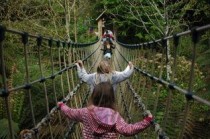 世界上体型最小的象：婆罗洲象身高仅2.5米