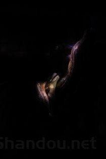 世界上最毒的蛇排名,贝尔彻海蛇毒性是眼镜王蛇的200倍